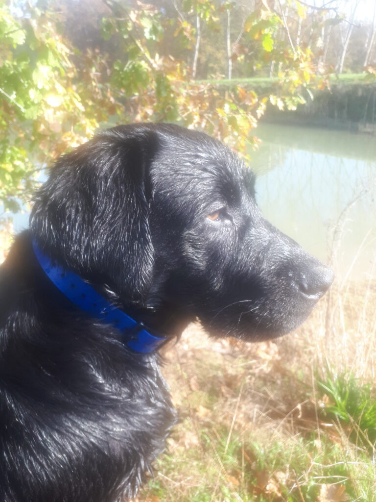 Pourquoi mon chien tire sur la laisse ?