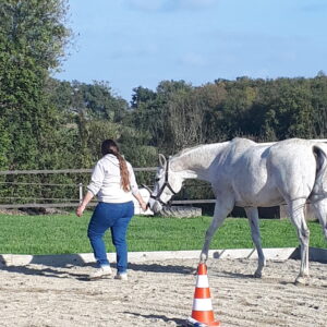 equicoaching