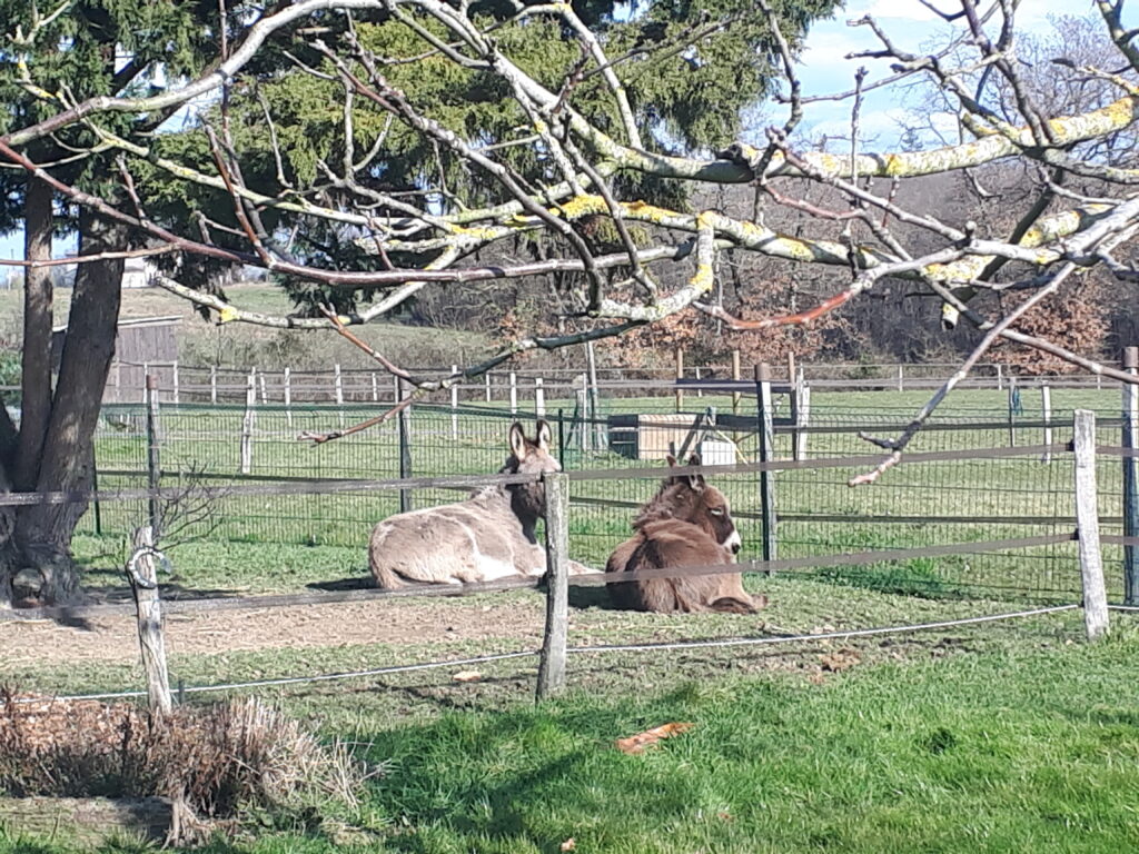 Centre de médiation animale Asecan